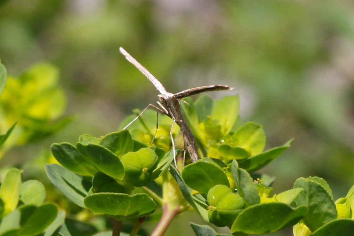 Pterophoridae