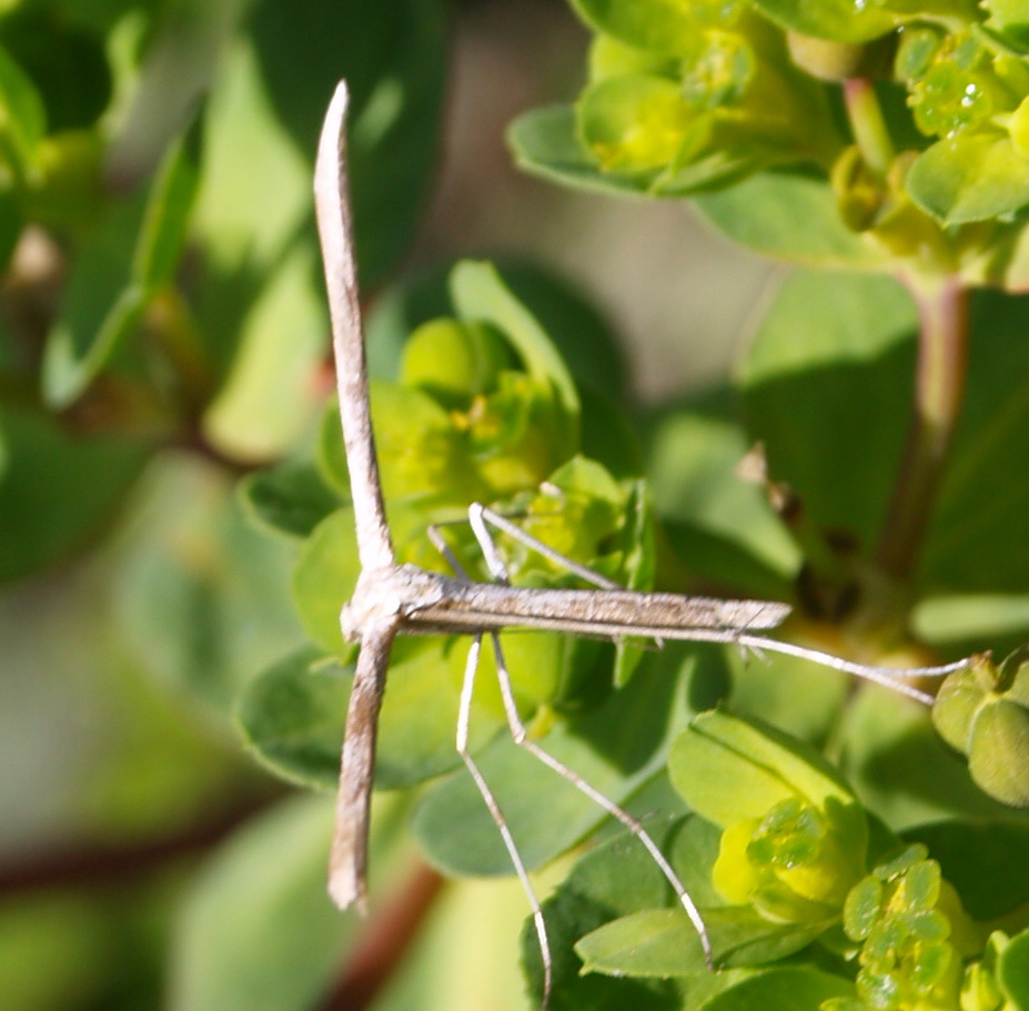 Pterophoridae