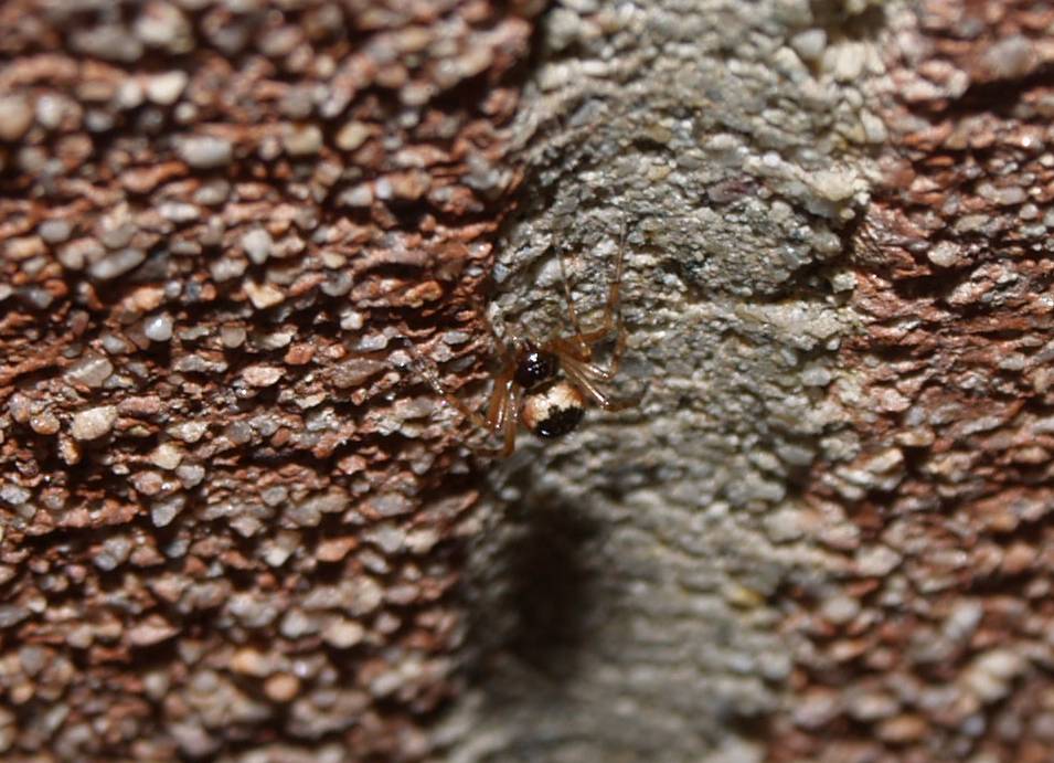 Theridiidae