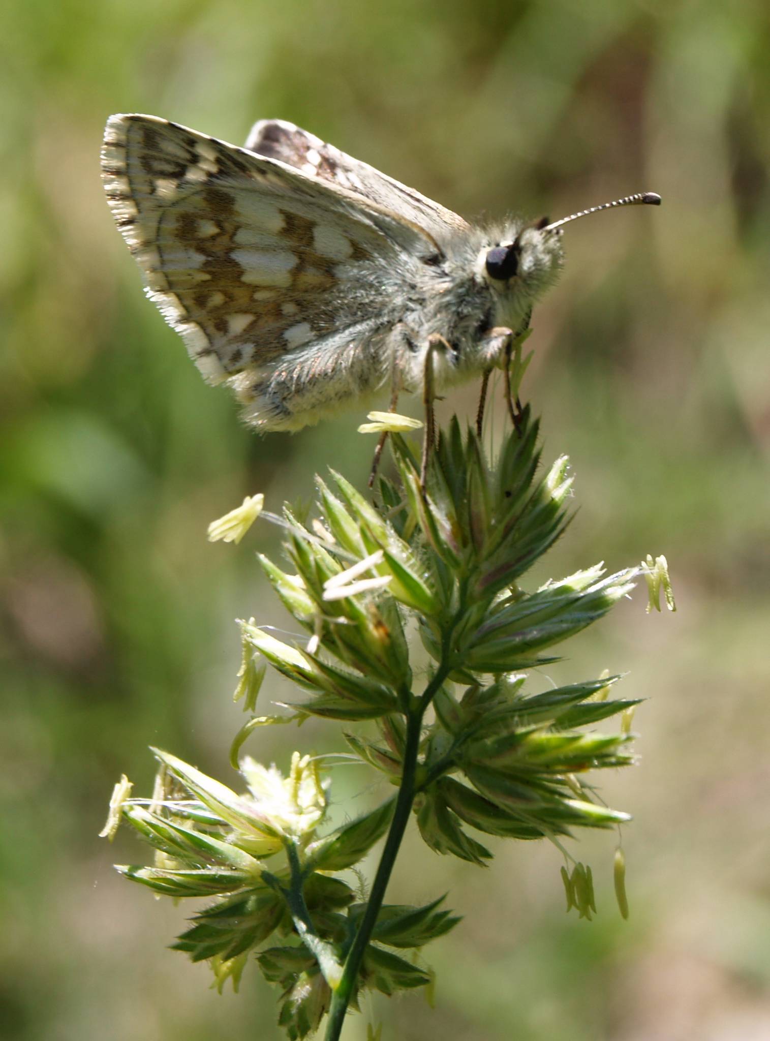 Hesperidae