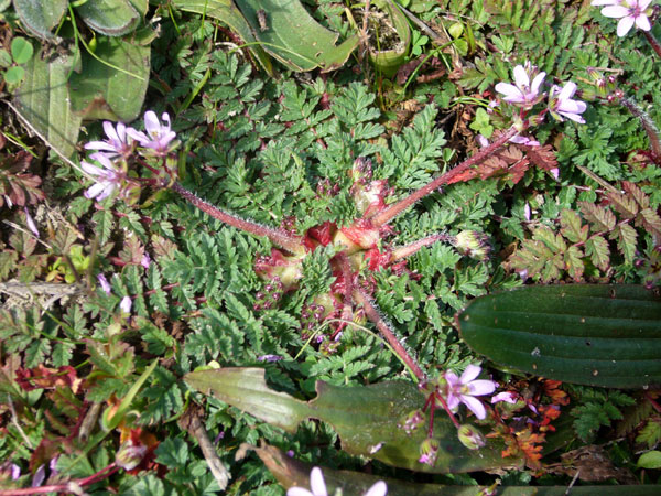Erodium acaule  / Becco di gr a rosetta