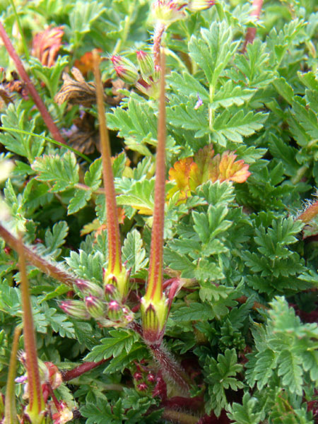 Erodium acaule  / Becco di gr a rosetta