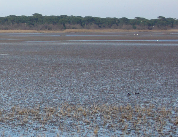 Potamogeton pectinatus  / Brasca delle lagune