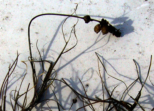 Potamogeton pectinatus  / Brasca delle lagune