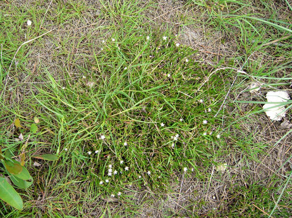 Spergularia marina