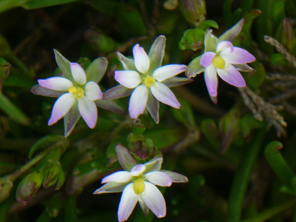 Spergularia marina