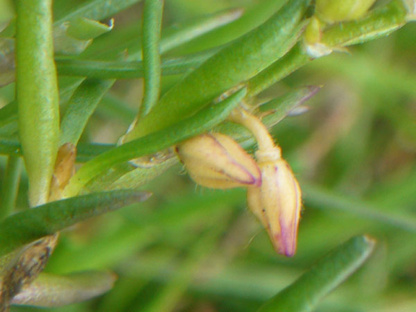 Spergularia marina