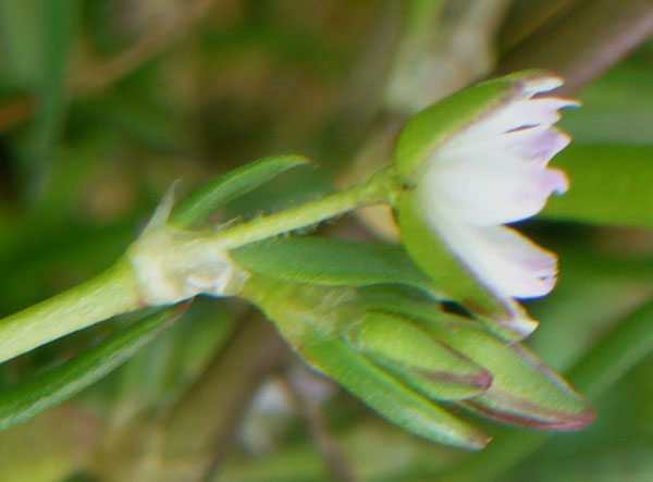 Spergularia marina