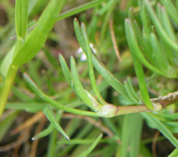 Spergularia marina