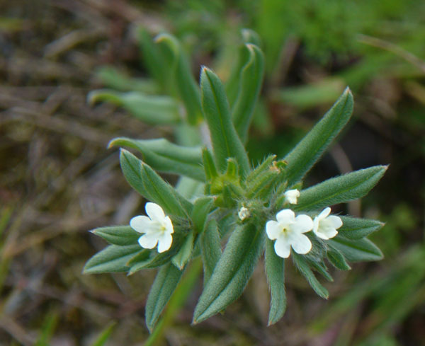 Buglossoides arvensis / Erba-perla minore