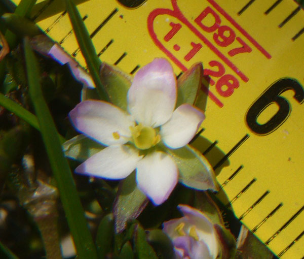 Spergularia marina