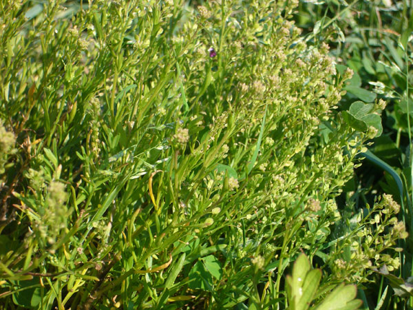 Lepidium ruderale / Lepidio dei calcinacci