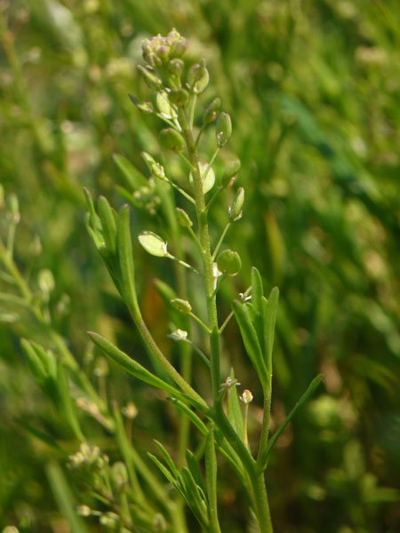 Lepidium ruderale / Lepidio dei calcinacci