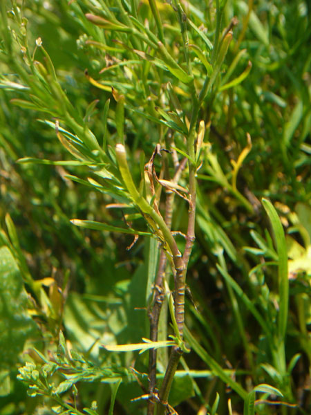 Lepidium ruderale / Lepidio dei calcinacci