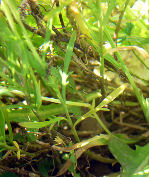 Lepidium ruderale / Lepidio dei calcinacci