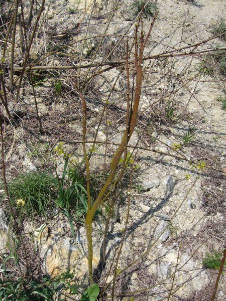 Fasciazione di Robinia pseudoacacia