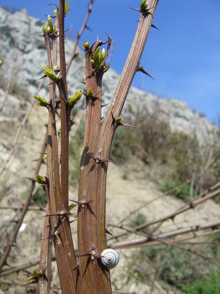 Fasciazione di Robinia pseudoacacia