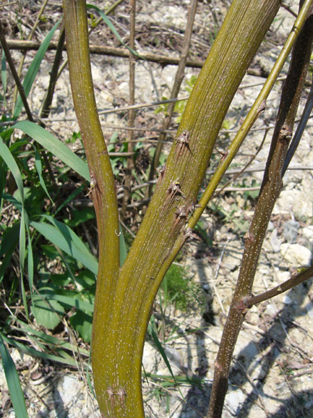 Fasciazione di Robinia pseudoacacia