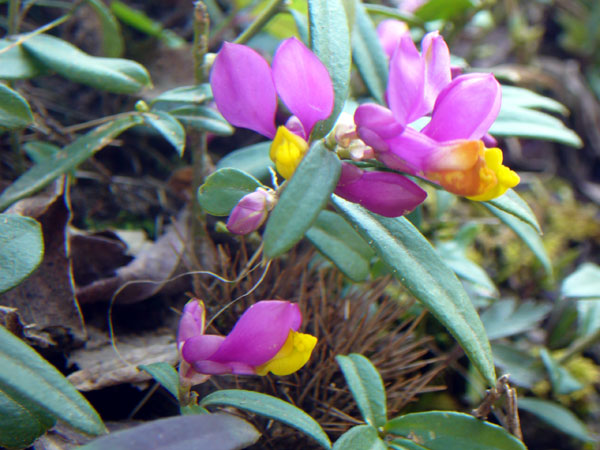 Polygaloides (=Polygala) chamaebuxus / Poligala falso-bosso