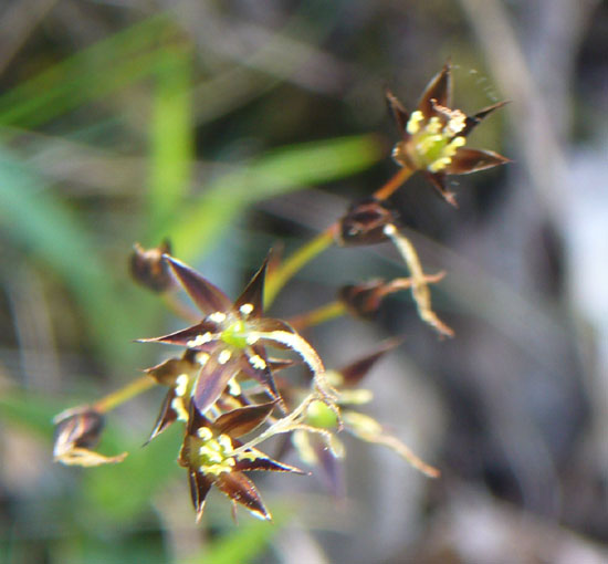 Luzula pilosa