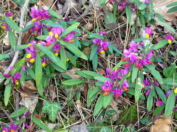 Polygaloides (=Polygala) chamaebuxus / Poligala falso-bosso