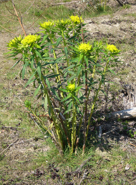 Euphorbia palustris / Euforbia lattaiola