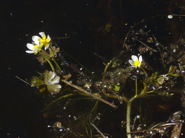Ranunculus aquatilis / Ranuncolo acquatico