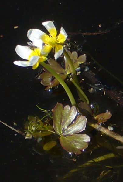 Ranunculus aquatilis / Ranuncolo acquatico