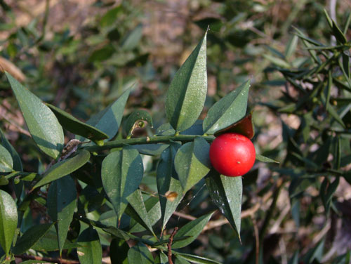 Ruscus aculeatus / Pungitopo