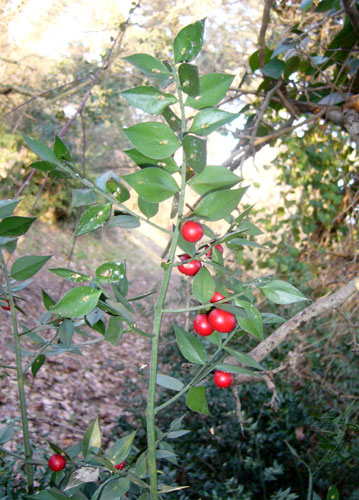 Ruscus aculeatus / Pungitopo