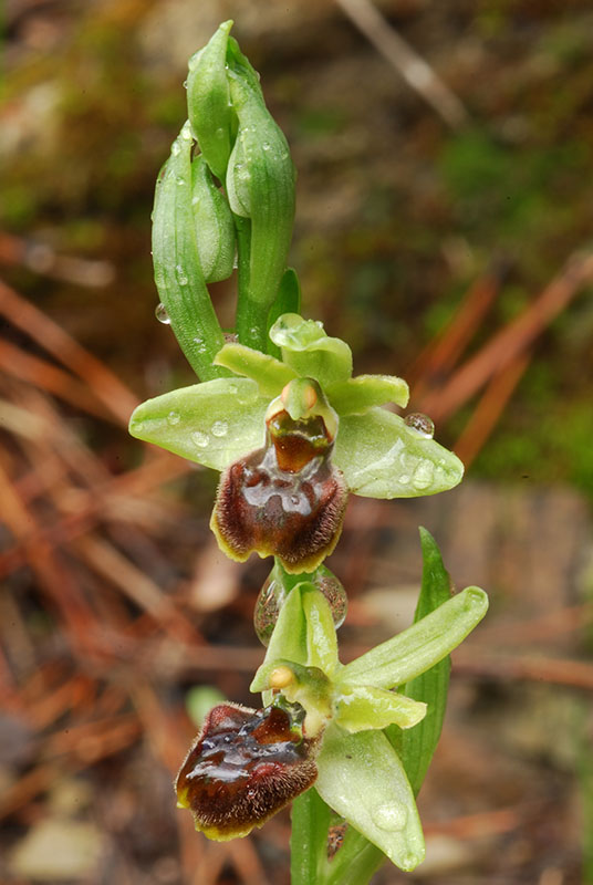 Ancora Ophrys sphegodes