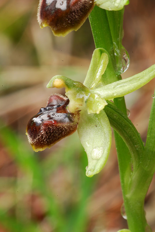 Ancora Ophrys sphegodes