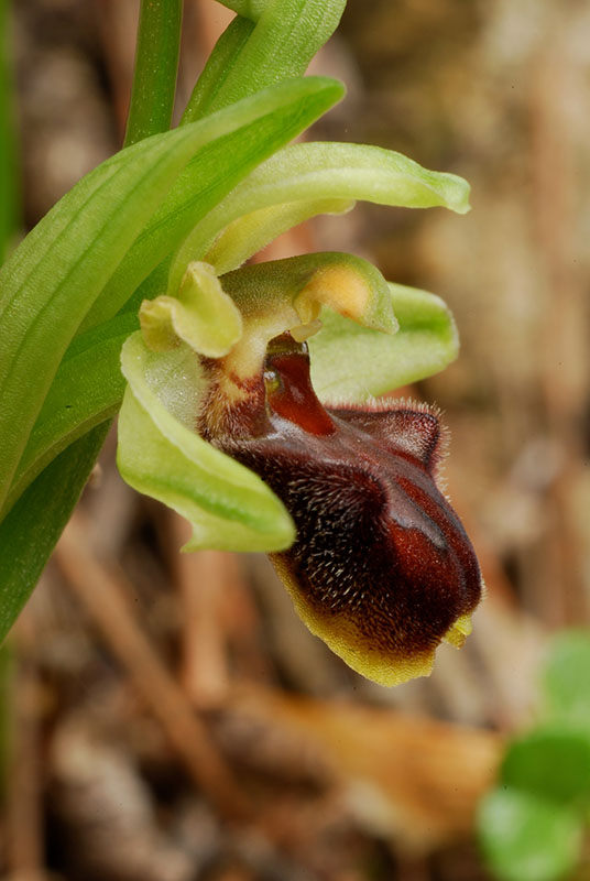 Ancora Ophrys sphegodes