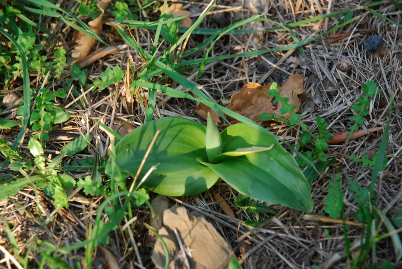 Rosette di Barlia Robertiana