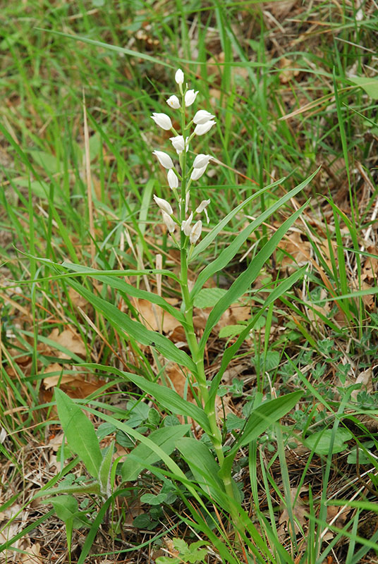 Ophrys e altro .... Un fine settimana fortunato