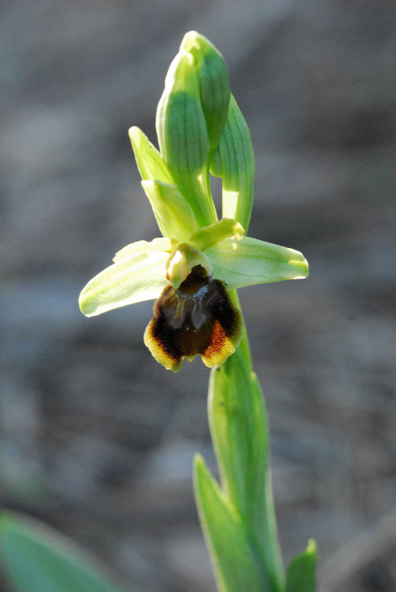 Ophrys Fusca , Op. sphegodes