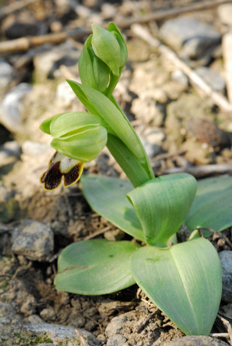 Ophrys Fusca , Op. sphegodes