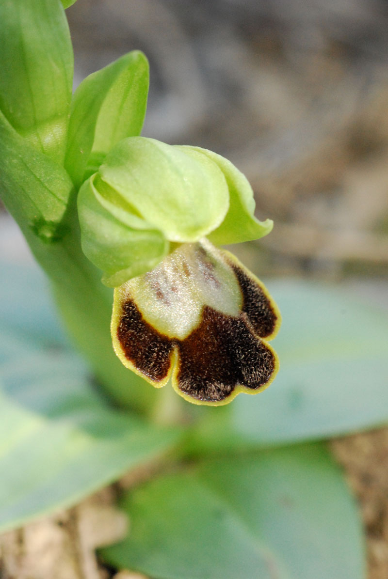 Ophrys Fusca , Op. sphegodes