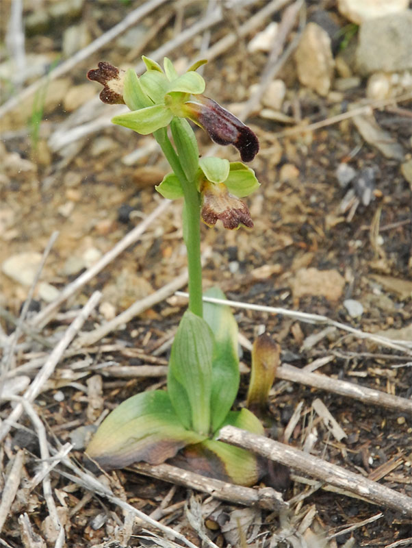 Ophrys e altro .... Un fine settimana fortunato