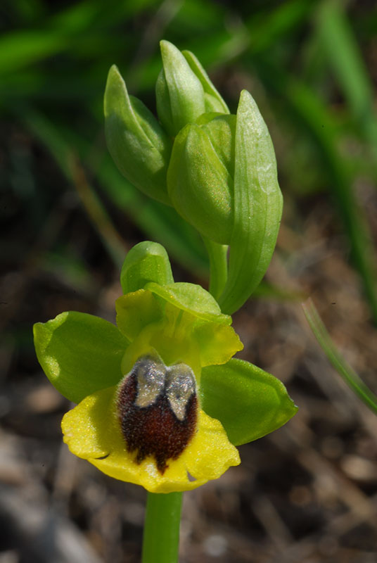 Impollinazione di Ophrys lutea