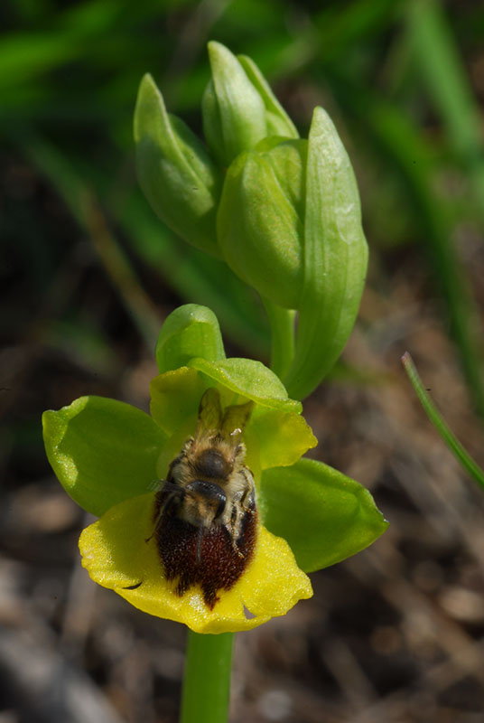 Impollinazione di Ophrys lutea