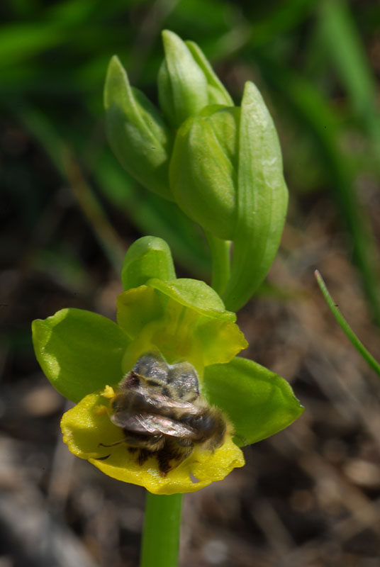 Impollinazione di Ophrys lutea