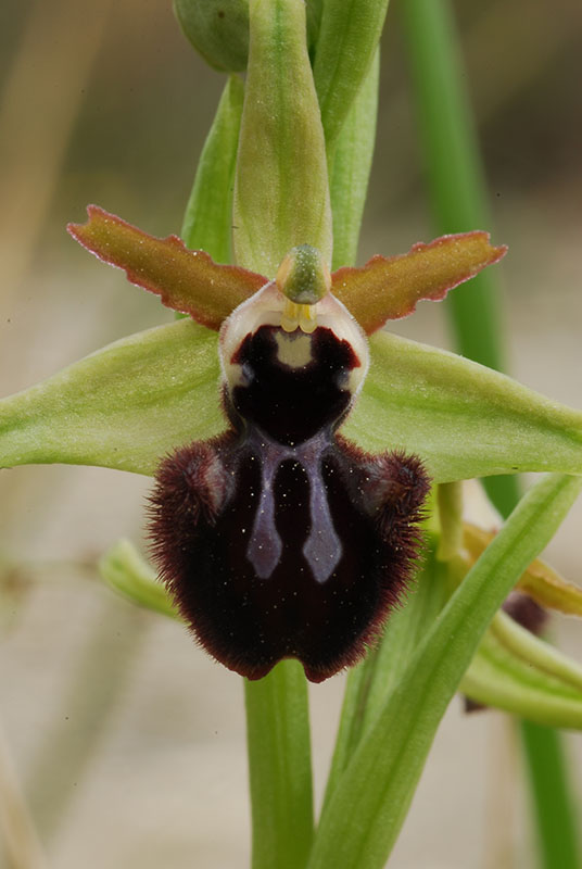 Ophrys e altro .... Un fine settimana fortunato