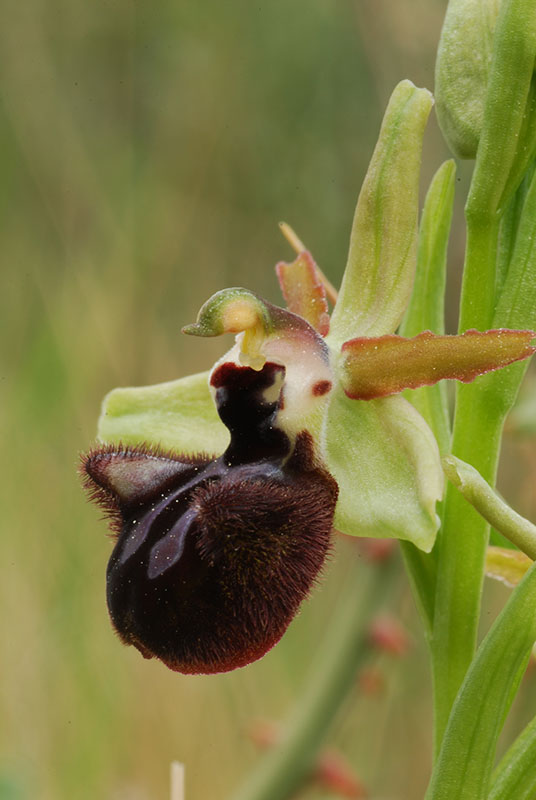 Ophrys e altro .... Un fine settimana fortunato