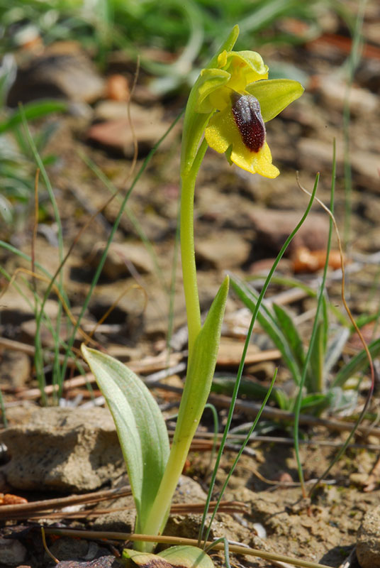 Ophrys e altro .... Un fine settimana fortunato