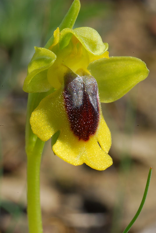 Ophrys e altro .... Un fine settimana fortunato