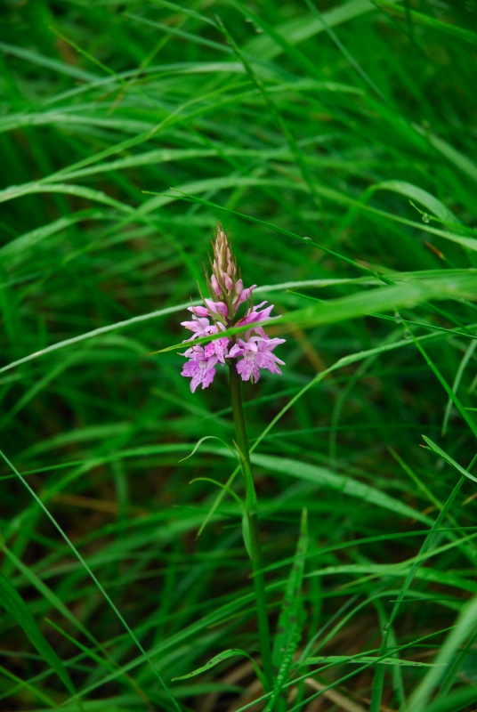 Dactylorhiza fuchsii