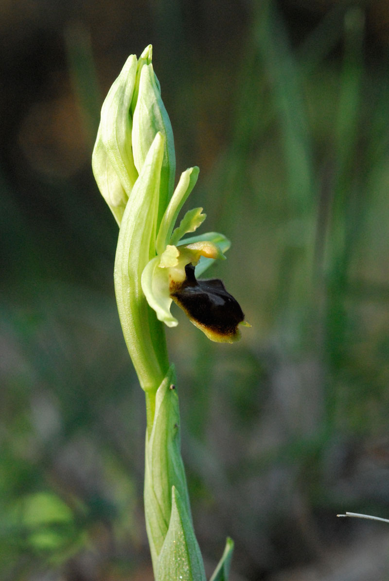 Ophrys Fusca , Op. sphegodes