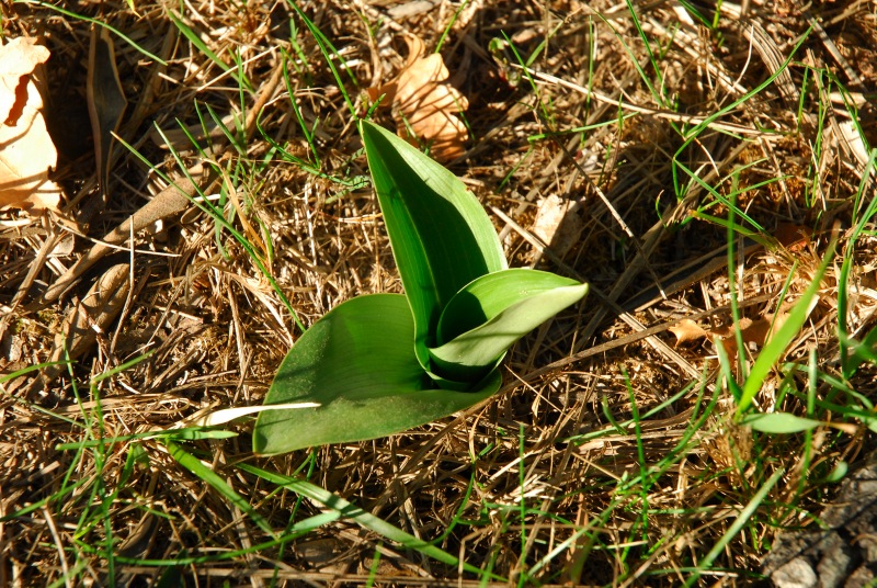 Rosette di Barlia Robertiana