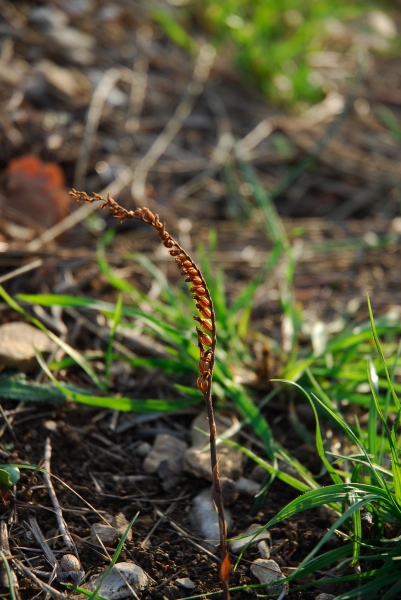 Spiranthes spiralis